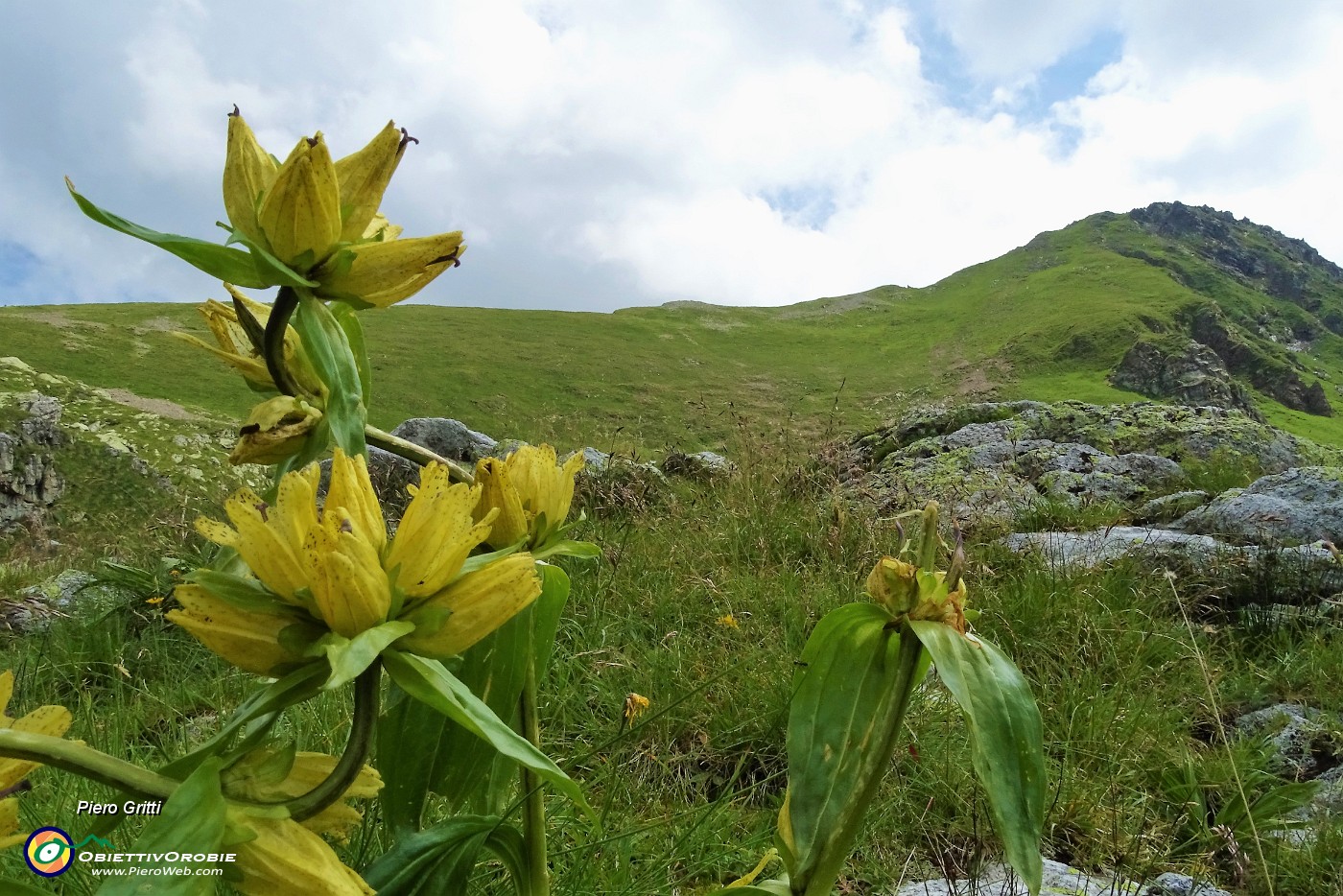 36 Genziana punteggiata (Gentiana punctata) con Zerna e Masoni .JPG